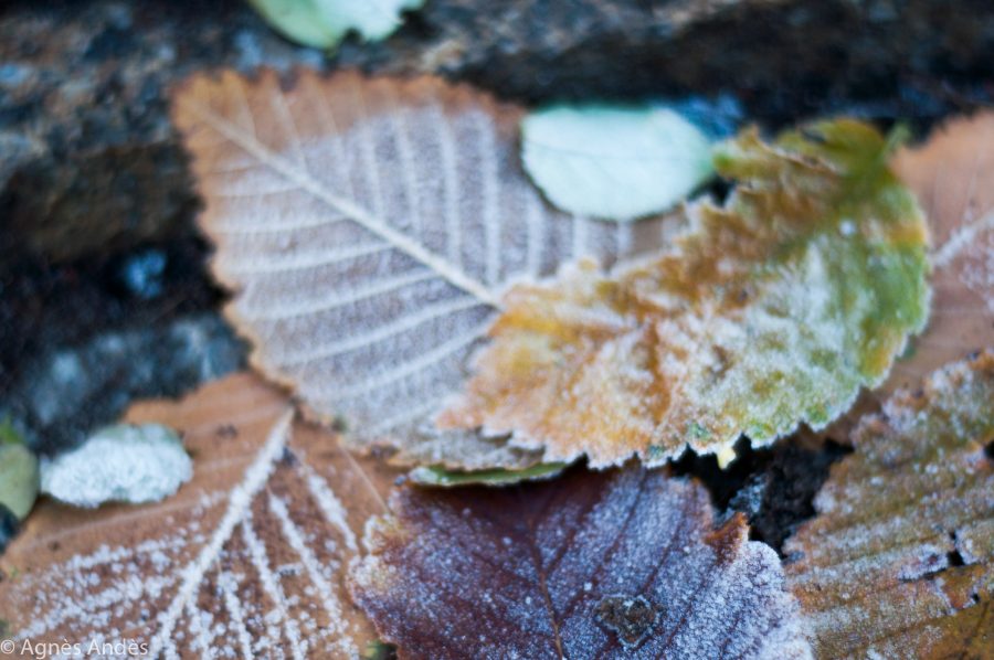 Frozen leaves