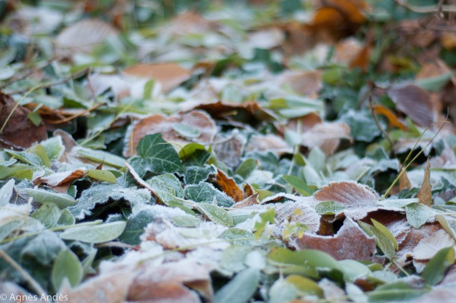 Frozen leaves